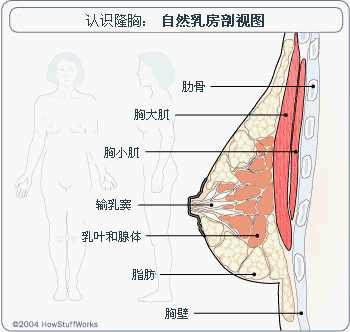 乳房剖析图